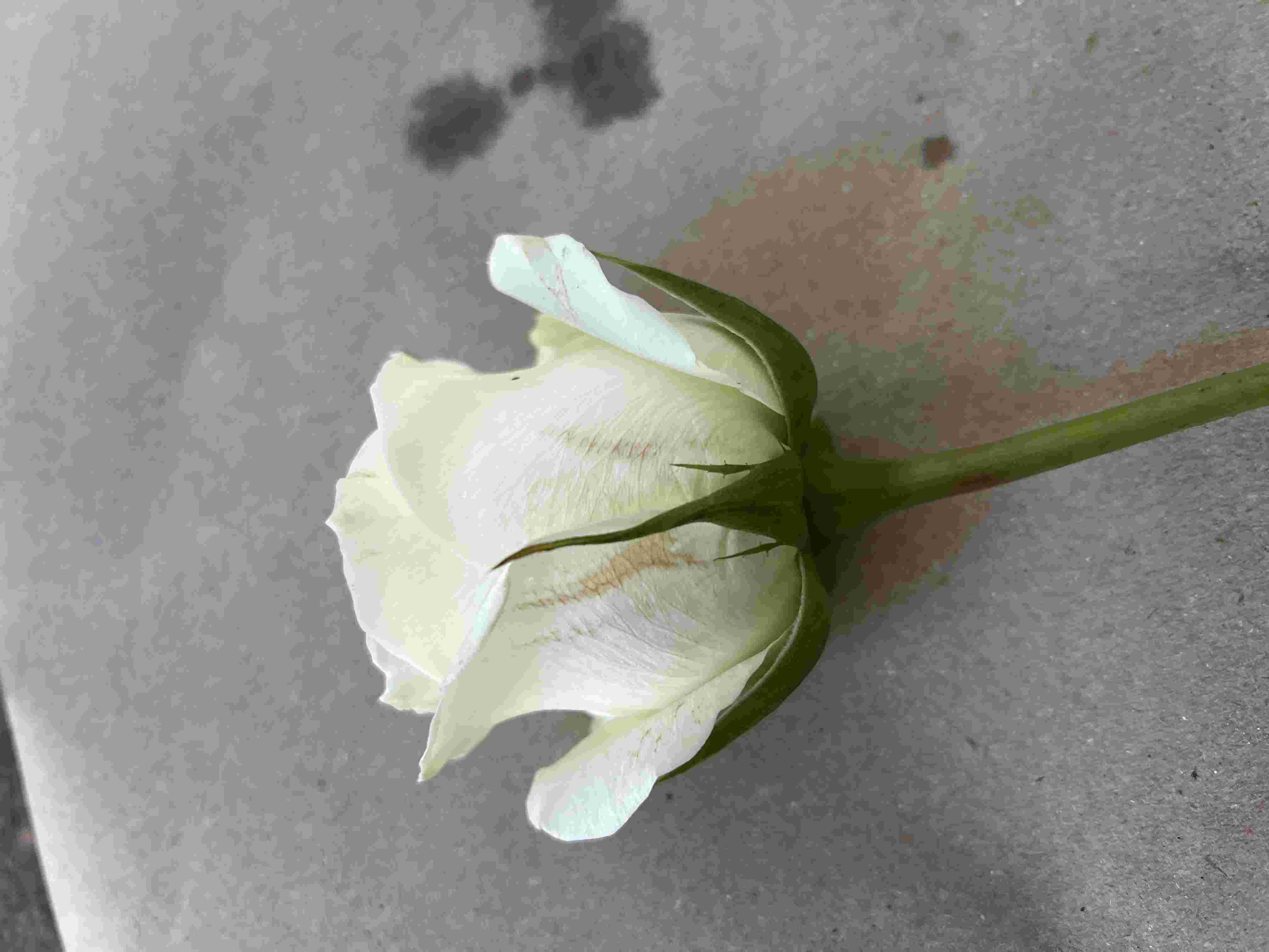 no-image
