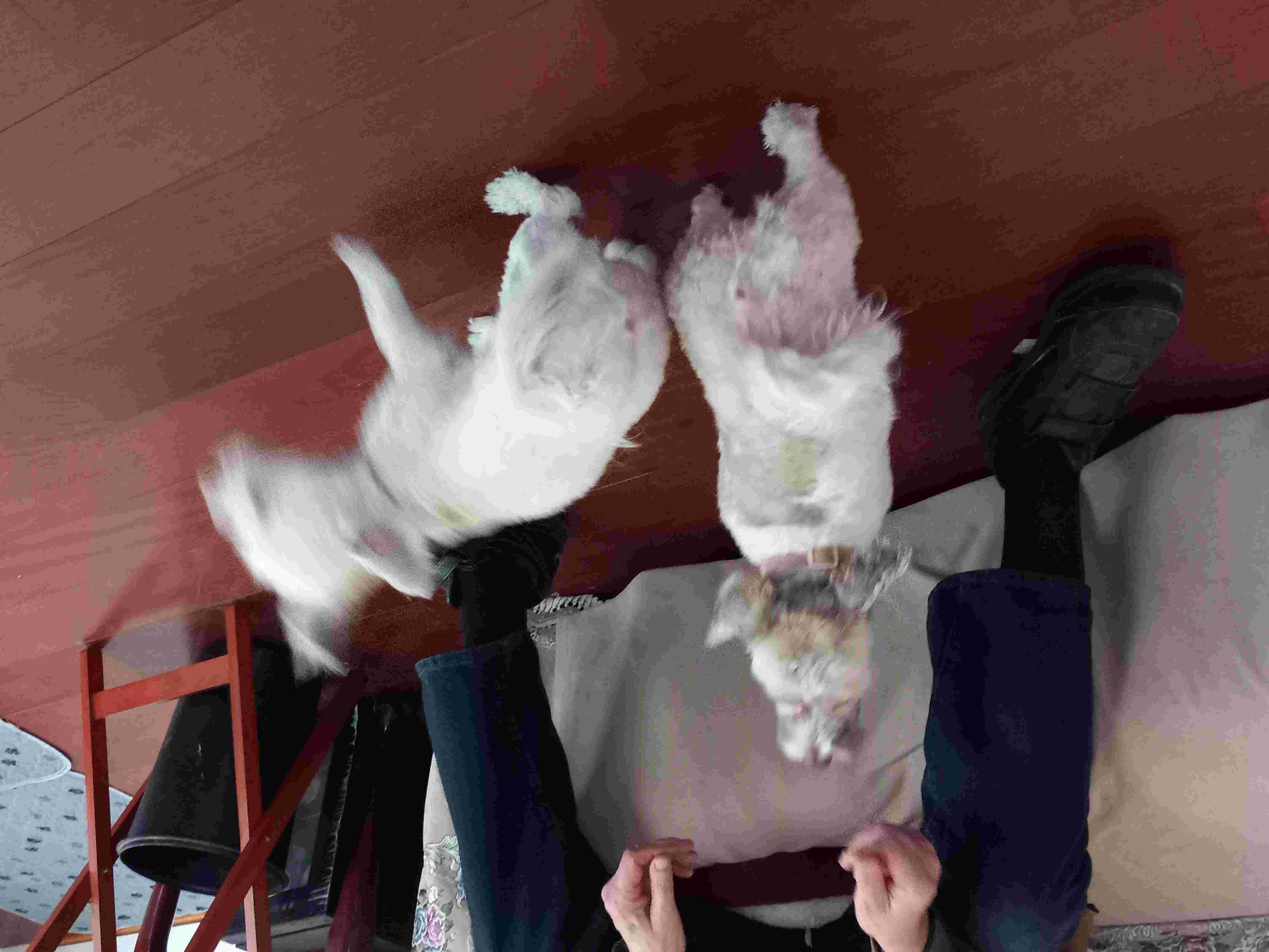 no-image